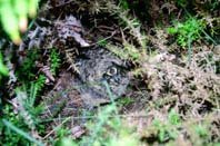 Primeros datos de cría del 
búho campestre en Galicia